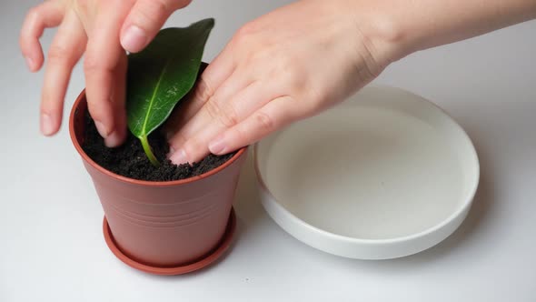 Propagation of Indoor Jasmine  Planting Cuttings with Sprouted Roots in a Pot with Earth