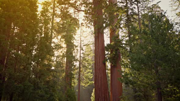 Giant Sequoia trees in Kings Canyon National Park