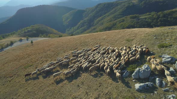 Aerial View of Herd of Domestic Sheeps at Autumn in Bulgaria Mountains