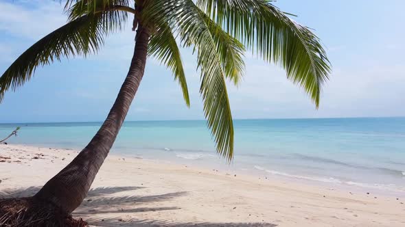 Tropical beach with sand and palm tree