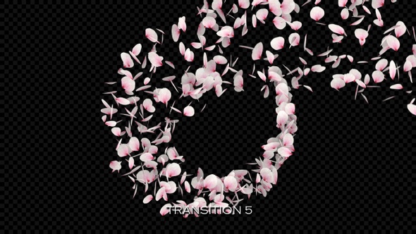 Sakura Blossom Petal Transitions