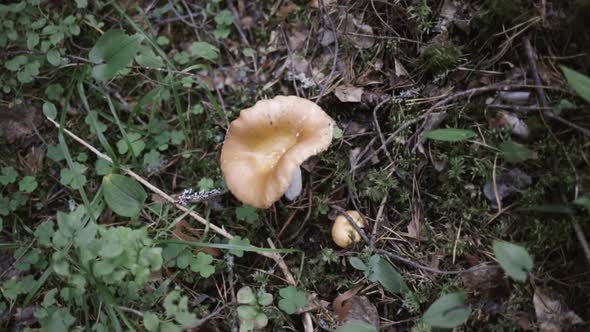 Closing in on a mushroom, in a finnish forsest, on a cold autumn day, in Finland