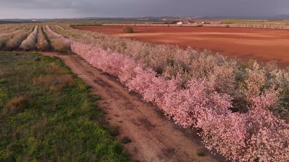 Scenic View of Almond Grove Blooming