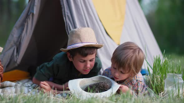 Happy Childhood Beautiful Male Children Enjoy Outdoor Activities and Watch a Hedgehog Lying in a