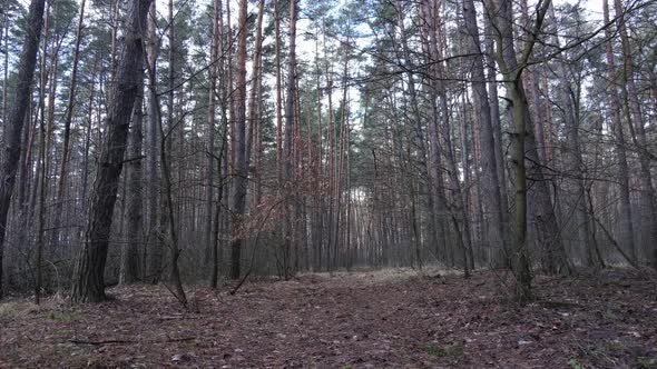 Forest Landscape Aerial View Slow Motion