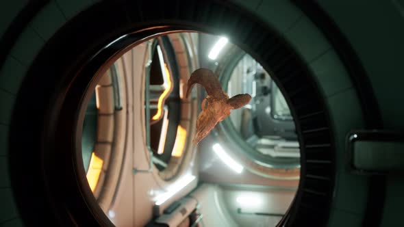 Skull of Dead Ram in International Space Station alt
