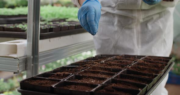 Farmer Sows Microgreens Seeds in Soil Trays Vertical Farming Greens Vitaminized Superfood Home