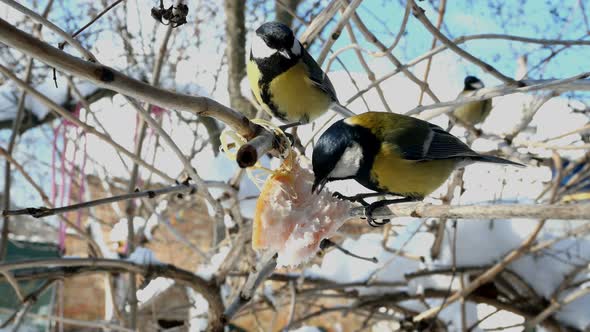 Hungry Birds Great Tit or Parus Major Pecking Lard Which Hangs From Branch in Garden or Backyard