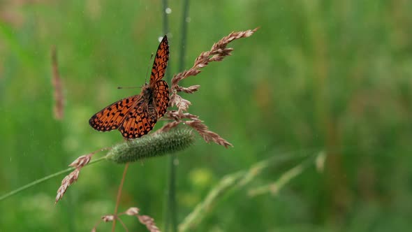 Butterfly in Grass with Splashes of Water