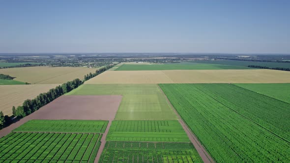 Green Cornfield in the Agricultural Garden