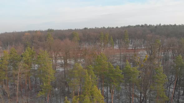 Deforestation Landscape Aerial alt