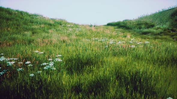 Green Hills with Fresh Grass and Wild Flowers in the Beginning of Summer