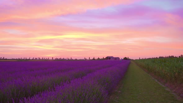 Lavender Plantation at Beautiful Purple Sunset