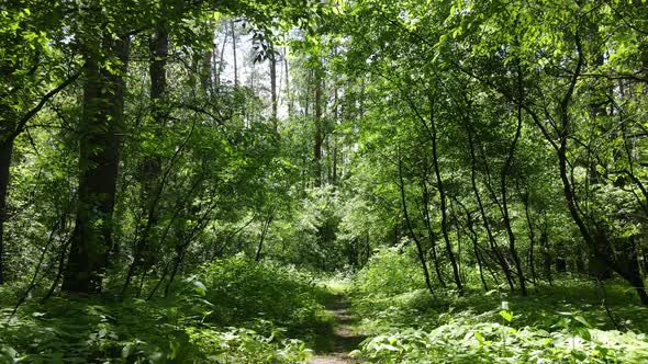 Trees in the Forest By Summer Day