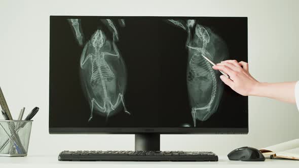 Doctor Veterinarian Examining Hedgehog Skeleton Roentgen on Computer Monitor