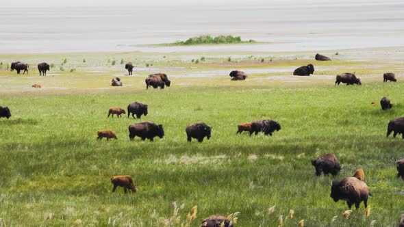 Herd of American bison or buffalo on the grassy plain with young Spring calves following their mothe