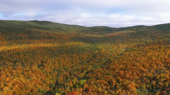 Aerial footage flying backwards and tilting down towards valley in golden autumn forest