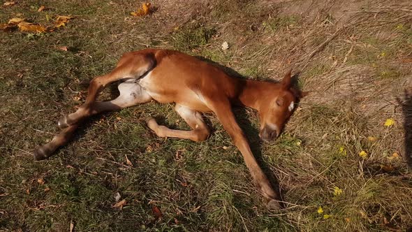 A cute newborn brown foal with a white star on its forehead sleeps sweetly