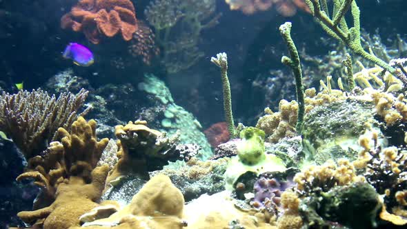 Colorful fishes in an aquarium