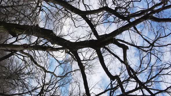 Vertical Video of the Forest with Trees Without Leaves Slow Motion