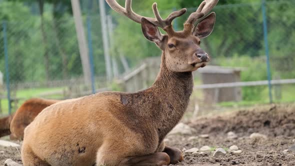 Annual Deer in Aviaries at a Wildlife Zoo in Canada