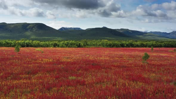 Blooming Flowers Willowherb Field