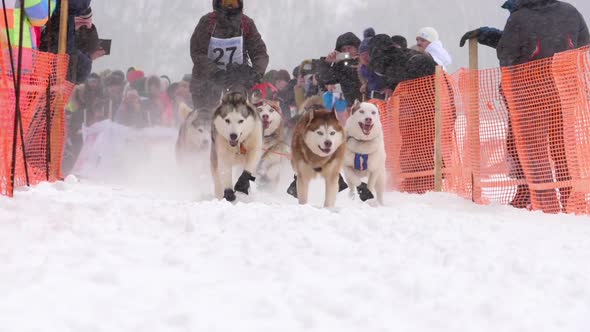 Team of Husky Sled Dogs with Dog-driver