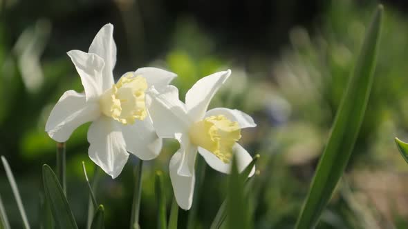Pair of  garden flowers  Narcissus bulb petals 4K 2160p 30fps UltraHD footage - Yellow and white spr