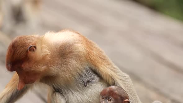 Large Nosed Alpha Male Proboscis Monkey in Borneo, Malaysia