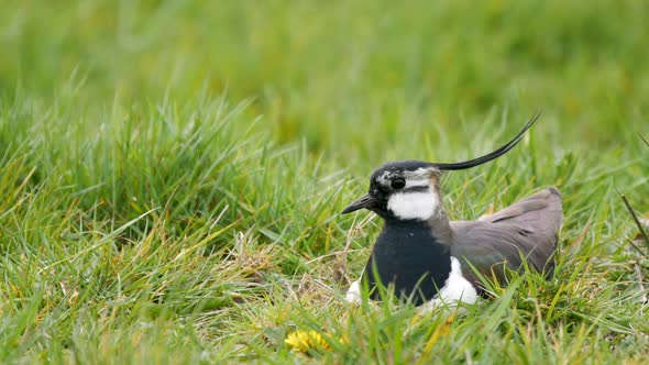 Northern Lapwing on its nest showing it's impressive crest blown by the wind.