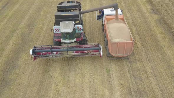 Farmer Harvesting Silage Combain in Field