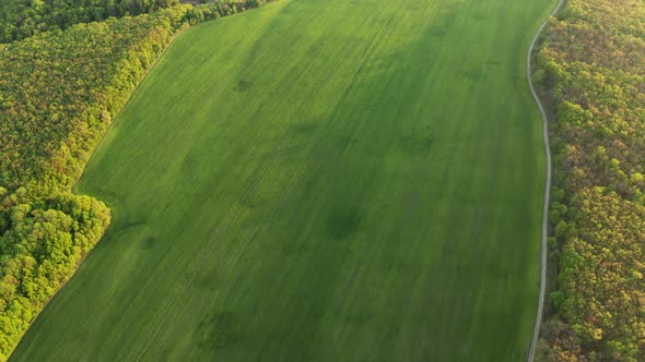 Green Wheat