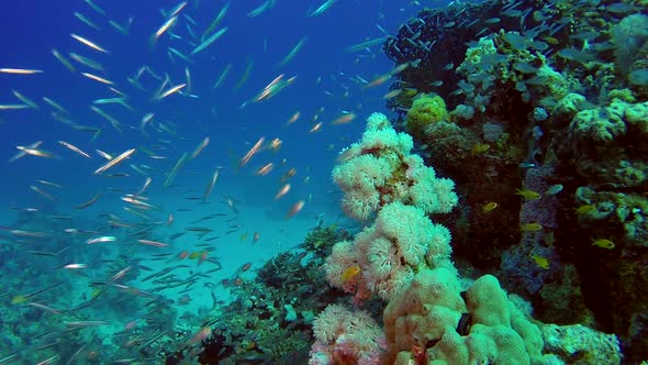 Underwater Glassfish with Blue Water Background