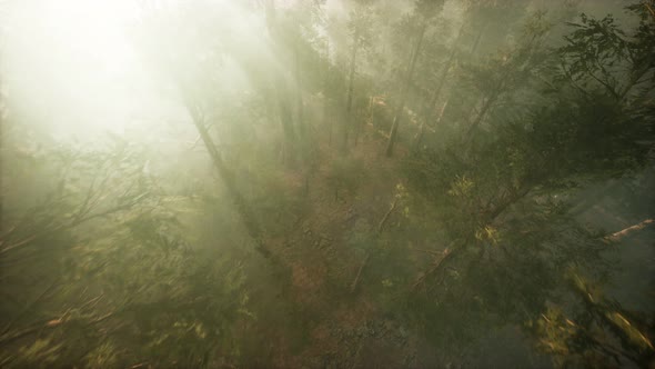 Drone Breaking Through the Fog To Show Redwood and Pine Tree