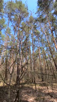 Vertical Video of the Forest By Day