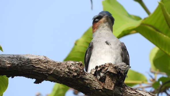 Grey-rumped treeswift  nest and baby.