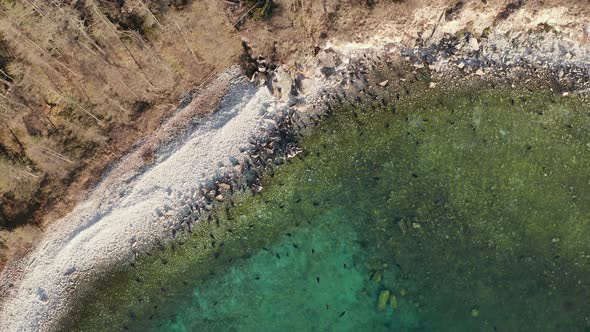 Colony of Seal Rest on Stone Beach and Swim in Clear Water Drone Above