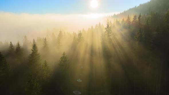 Aerial View of Brightly Illuminated with Sunlight Beams Foggy Dark Forest with Pine Trees at Autumn