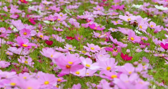 Purple Cosmo flower plant