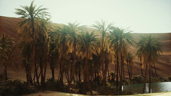 Palm Trees Inside the Dunes