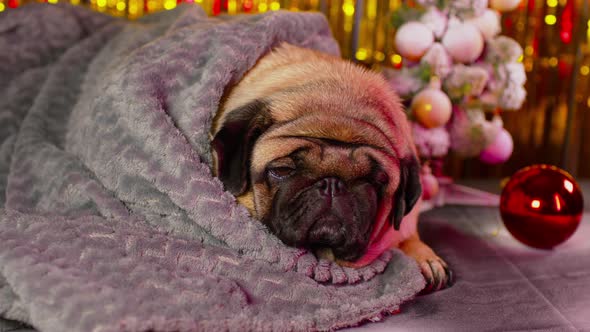 A Small Relaxed Pug Lies Wrapped In A Blanket.