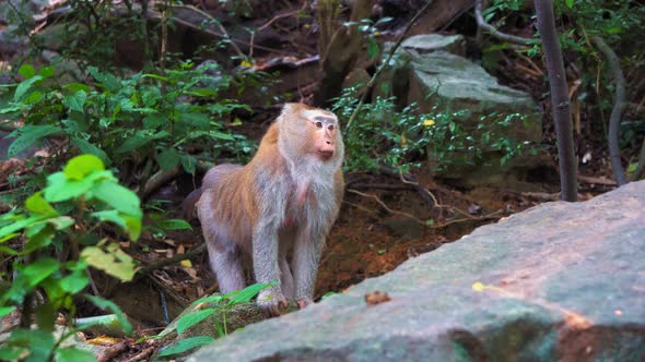 Monkey Stands on A Rock in The Rainforest. Jungle, the Habitat of Wild Monkeys