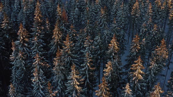 Forest at Sunrise