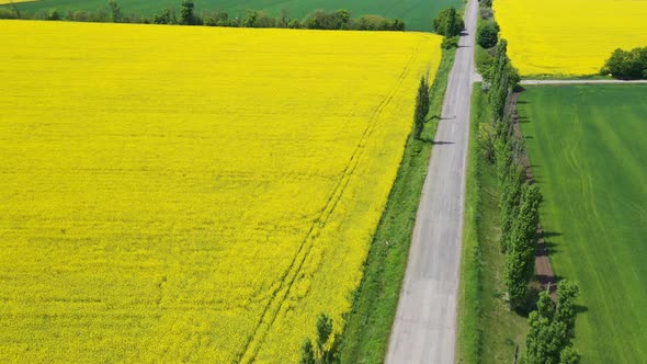 Blooming Rapeseed Field 23