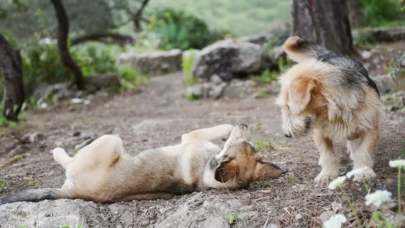 Two Big Dogs Are Playing, Closeup of Young and Happy Dog in Fight