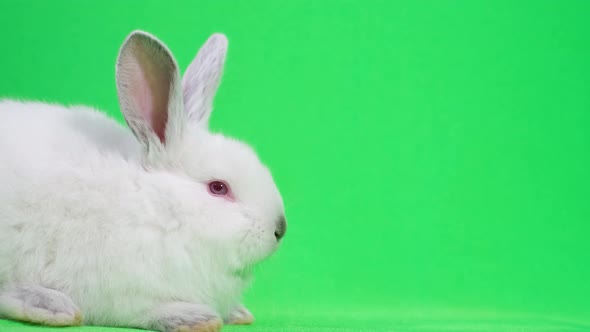 Bunny on a Green Background in the Studio