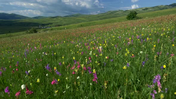 Alpine Landscape. Camera Moving Through Alpine Meadow. Steadicam Shot. , FHD