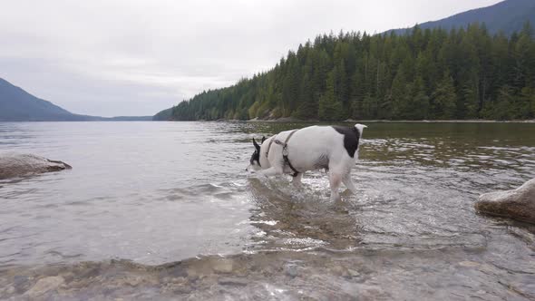 Cute Dog Toy Fox Terrier Playing in Canadian Lake