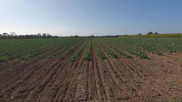 Field of Beautiful Cauliflowers in Brittany