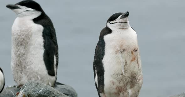 Chinstrap penguin